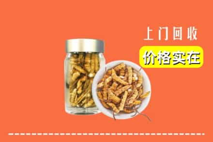 应县回收散虫草